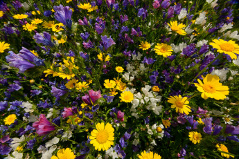 Картинка цветы луговые+ полевые +цветы лето макро луг