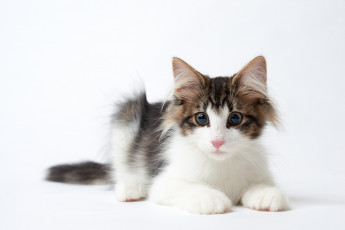 Картинка животные коты кися