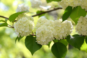 обоя цветы, калина , бульдонеж, куст, шары, макро, калина, листья