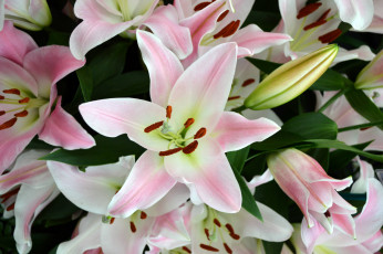 Картинка цветы лилии +лилейники бутоны букет нежность розовый