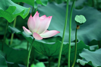 Картинка цветы лотосы фон лепестки