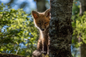 Картинка животные лисы лисенок