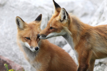 Картинка животные лисы лисята