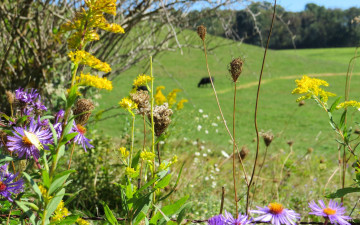 Картинка цветы луговые+ полевые +цветы травы роща тропинка луг куст