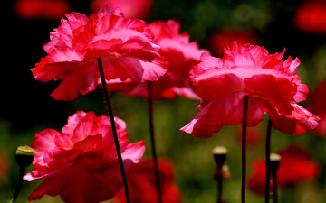 Картинка цветы маки краски макро лепестки