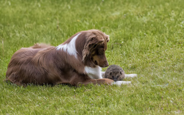 Картинка животные разные+вместе собака ёж природа