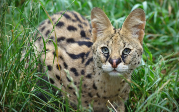 Картинка животные сервалы взгляд уши дикая кошка сервал