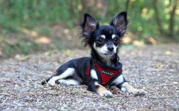 Картинка животные собаки собака взгляд друг