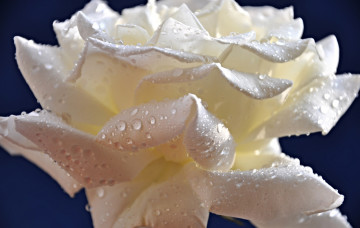 Картинка цветы розы роса цветок лепестки капли роза