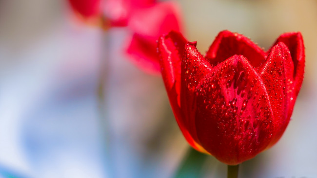 Обои картинки фото цветы, тюльпаны, тюльпан, цветок, фон