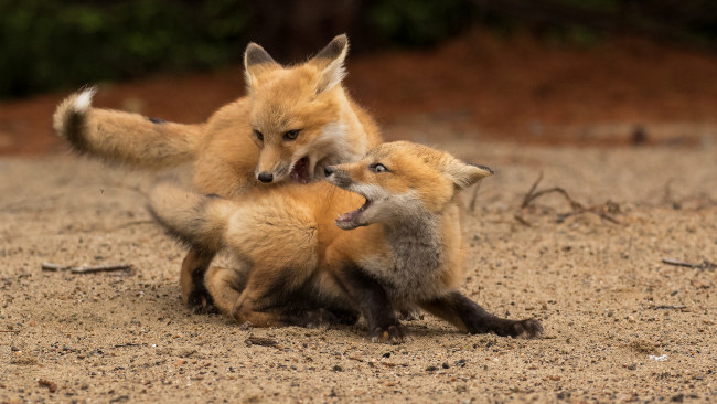 Обои картинки фото животные, лисы, лисята