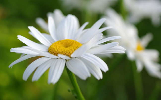 Обои картинки фото цветы, ромашки, лето, белая, лепестки, ромашка, макро