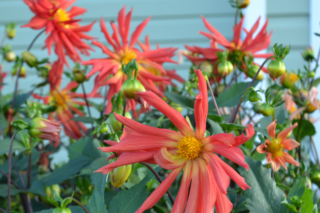 Обои картинки фото цветы, георгины, сад, бутоны