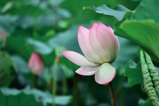 Обои картинки фото цветы, лотосы, фон, лепестки