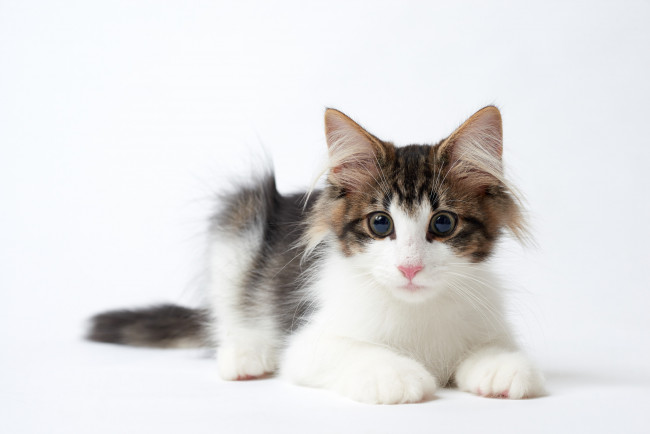 Обои картинки фото животные, коты, кися