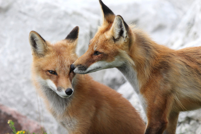 Обои картинки фото животные, лисы, лисята