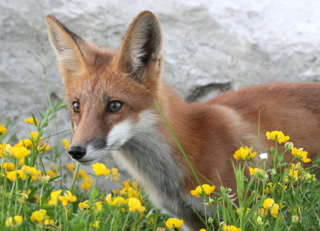 Обои картинки фото животные, лисы, лисичка