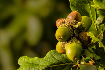 Картинка природа шишки +жёлуди +каштаны флора