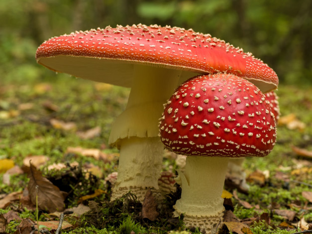 Обои картинки фото природа, грибы,  мухомор, грибочки