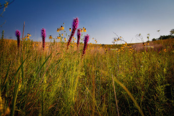 Картинка природа луга простор