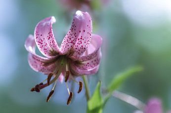 Картинка цветы лилии +лилейники лилия макро