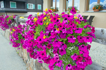 Картинка цветы петунии +калибрахоа петуния бутон калибрахоа цветение нежность