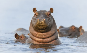Картинка животные бегемоты вода головы гиппопотамы