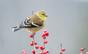 Картинка золотой+чиж животные птицы ягоды птица ветки