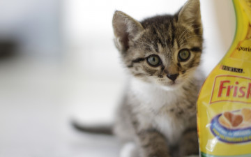 Картинка животные коты корм