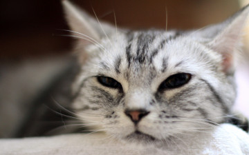 Картинка животные коты профиль