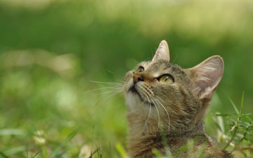 Картинка животные коты трава