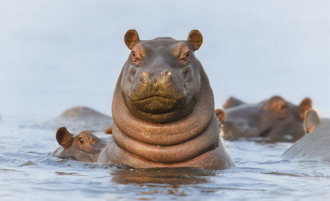 Обои картинки фото животные, бегемоты, вода, головы, гиппопотамы