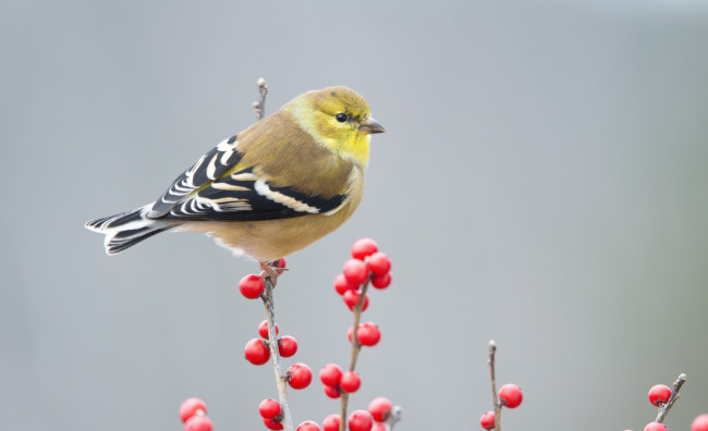 Обои картинки фото золотой чиж, животные, птицы, ягоды, птица, ветки
