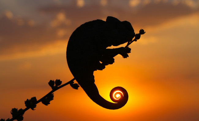 Обои картинки фото животные, хамелеоны, закат, силуэт, ветка, хамелеон, ящерица