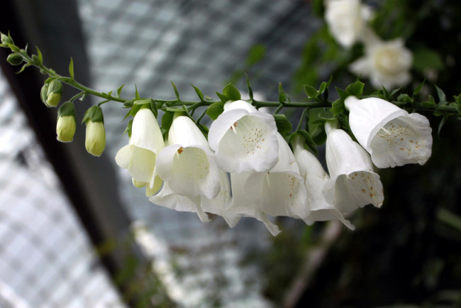 Обои картинки фото цветы, дигиталис , наперстянка, колокольчики, белый