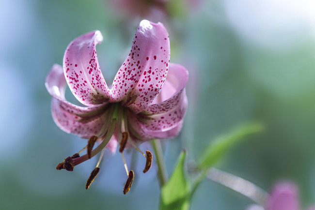 Обои картинки фото цветы, лилии,  лилейники, лилия, макро