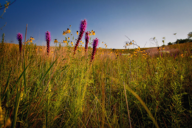 Обои картинки фото природа, луга, простор