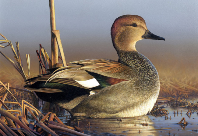 Обои картинки фото рисованное, животные,  птицы,  утки, водоем