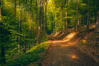 Картинка природа дороги простор