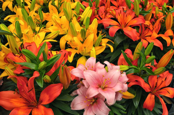 Картинка цветы лилии +лилейники разноцветный лепестки