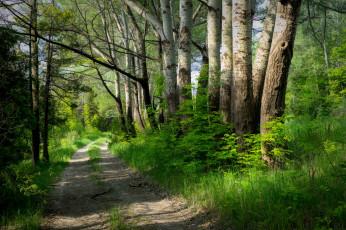 Картинка природа дороги простор