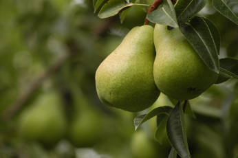 Картинка природа плоды груши