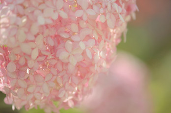 Картинка цветы гортензия макро