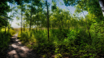 Картинка природа лес простор