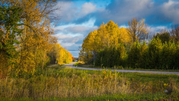 Картинка природа лес простор