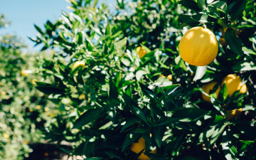 Картинка природа плоды лимон