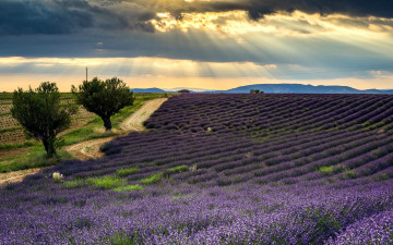 Картинка природа поля лаванда