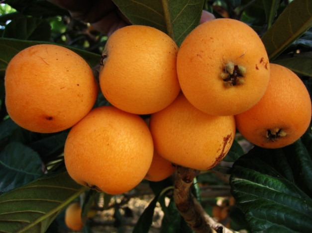 Обои картинки фото природа, плоды, мушмула