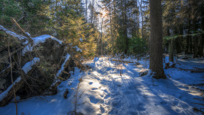 Обои картинки фото природа, лес, простор