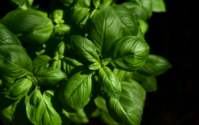 Обои картинки фото еда, разное, базилик
